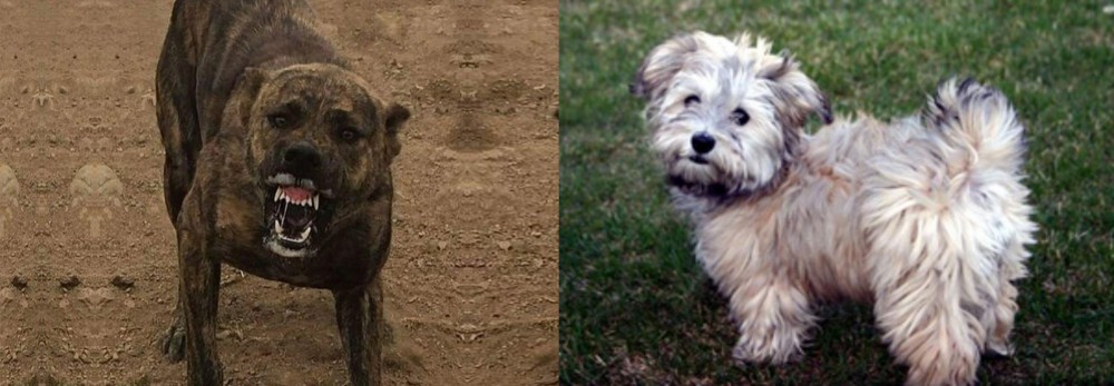 Havapoo vs Dogo Sardesco - Breed Comparison
