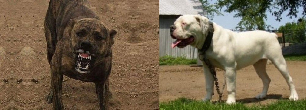 Hermes Bulldogge vs Dogo Sardesco - Breed Comparison