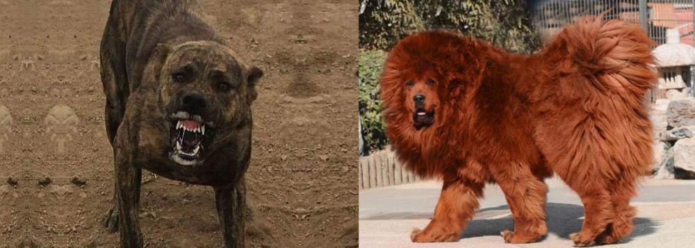 Himalayan Mastiff vs Dogo Sardesco - Breed Comparison