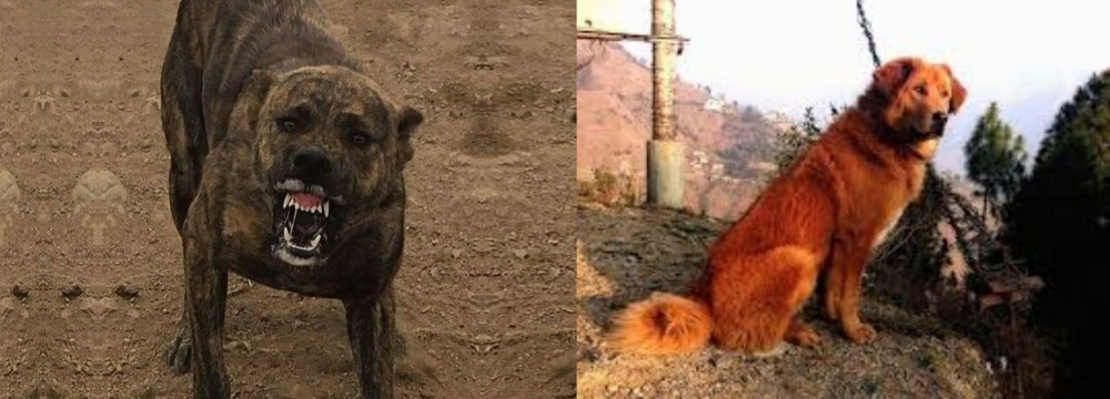 Himalayan Sheepdog vs Dogo Sardesco - Breed Comparison