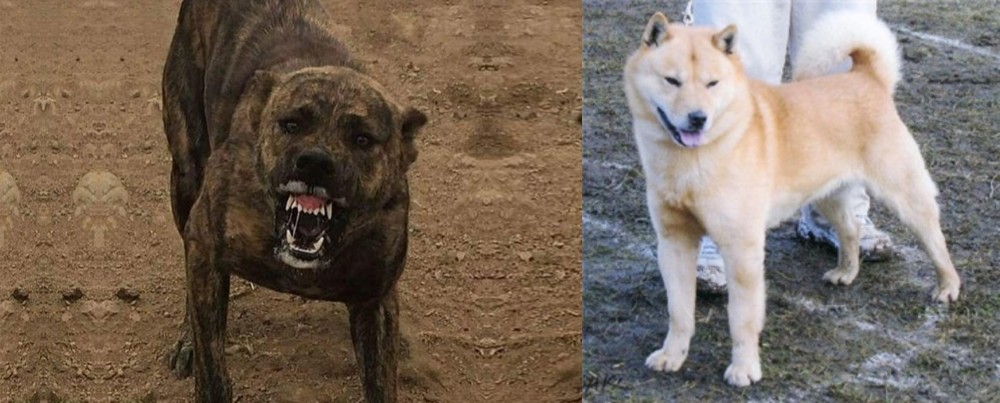 Hokkaido vs Dogo Sardesco - Breed Comparison