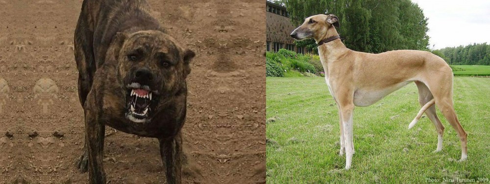 Hortaya Borzaya vs Dogo Sardesco - Breed Comparison