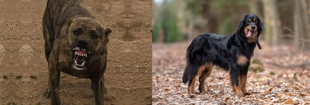 Hovawart vs Dogo Sardesco - Breed Comparison