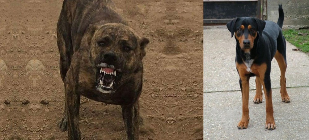 Hungarian Hound vs Dogo Sardesco - Breed Comparison