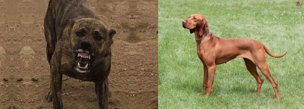 Hungarian Vizsla vs Dogo Sardesco - Breed Comparison
