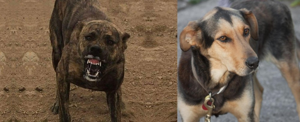 Huntaway vs Dogo Sardesco - Breed Comparison