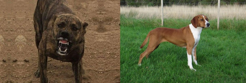 Hygenhund vs Dogo Sardesco - Breed Comparison