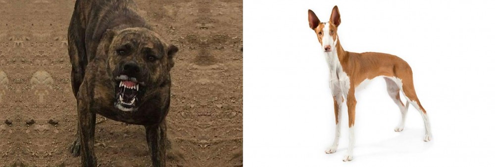 Ibizan Hound vs Dogo Sardesco - Breed Comparison