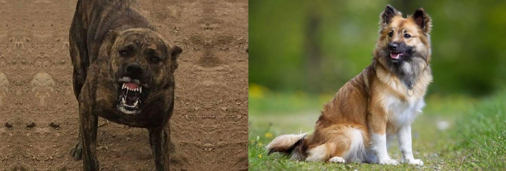 Icelandic Sheepdog vs Dogo Sardesco - Breed Comparison
