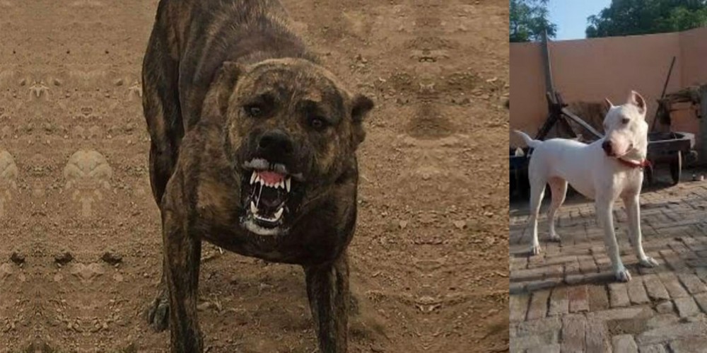 Indian Bull Terrier vs Dogo Sardesco - Breed Comparison
