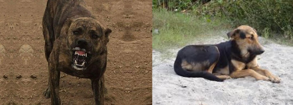 Indian Pariah Dog vs Dogo Sardesco - Breed Comparison