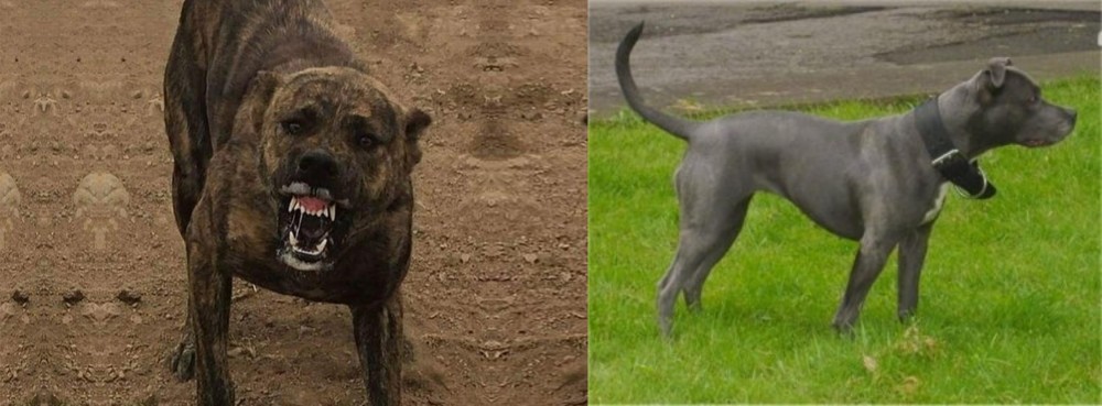 Irish Bull Terrier vs Dogo Sardesco - Breed Comparison