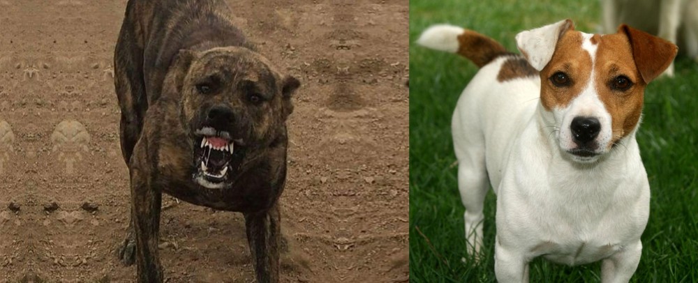 Irish Jack Russell vs Dogo Sardesco - Breed Comparison