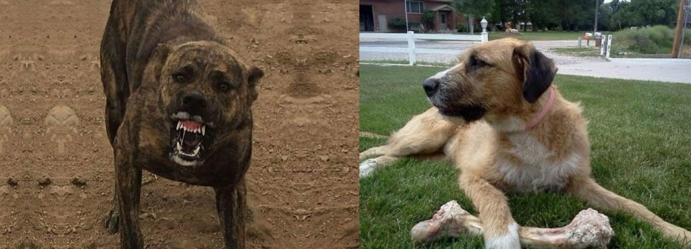Irish Mastiff Hound vs Dogo Sardesco - Breed Comparison