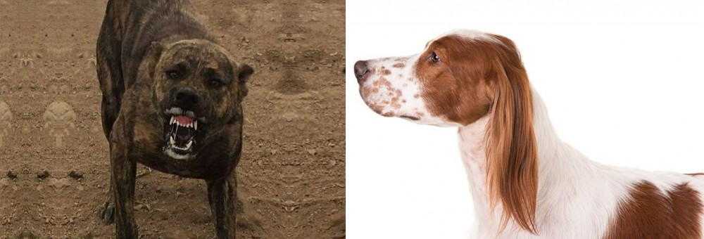 Irish Red and White Setter vs Dogo Sardesco - Breed Comparison