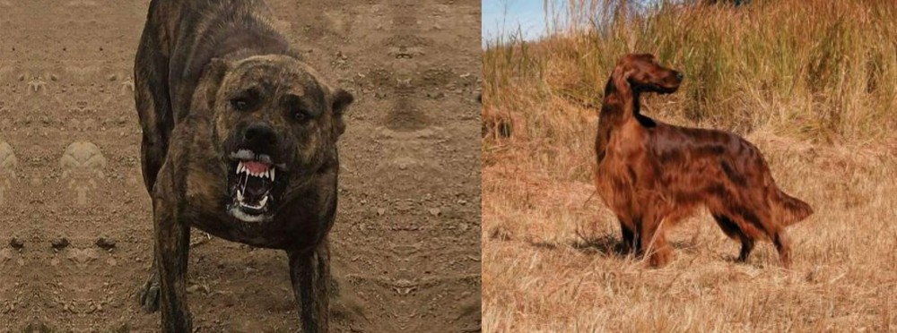 Irish Setter vs Dogo Sardesco - Breed Comparison