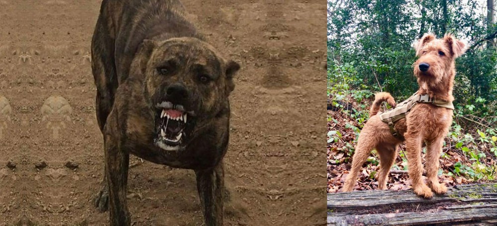Irish Terrier vs Dogo Sardesco - Breed Comparison