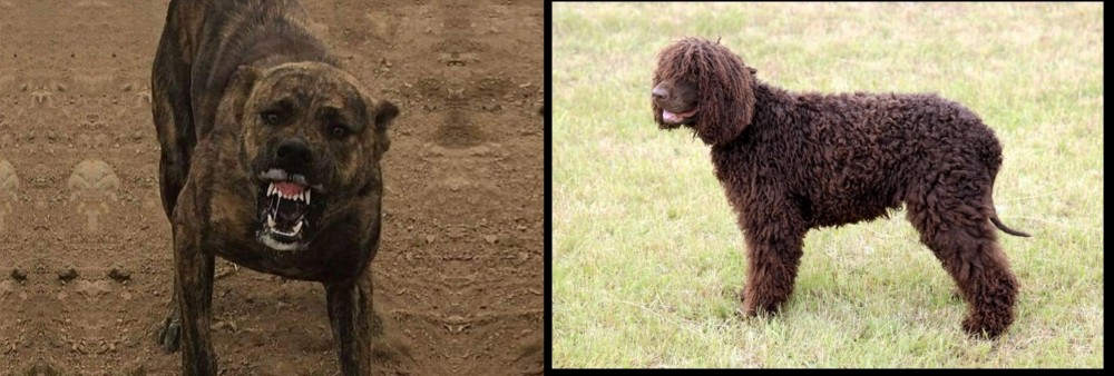 Irish Water Spaniel vs Dogo Sardesco - Breed Comparison