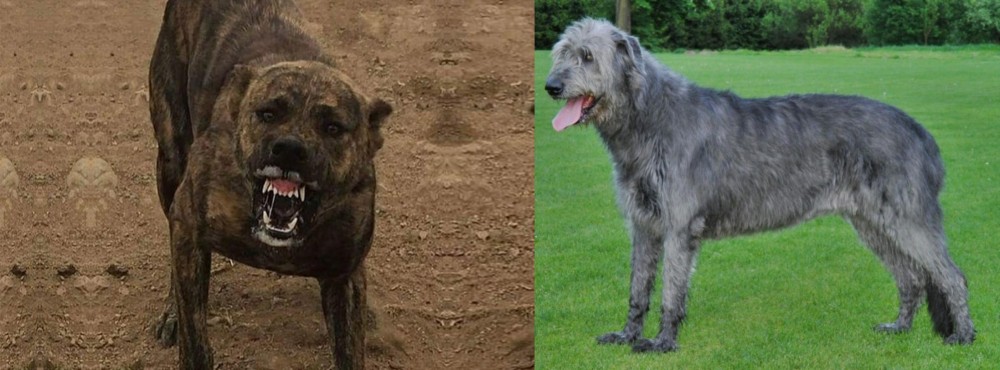 Irish Wolfhound vs Dogo Sardesco - Breed Comparison