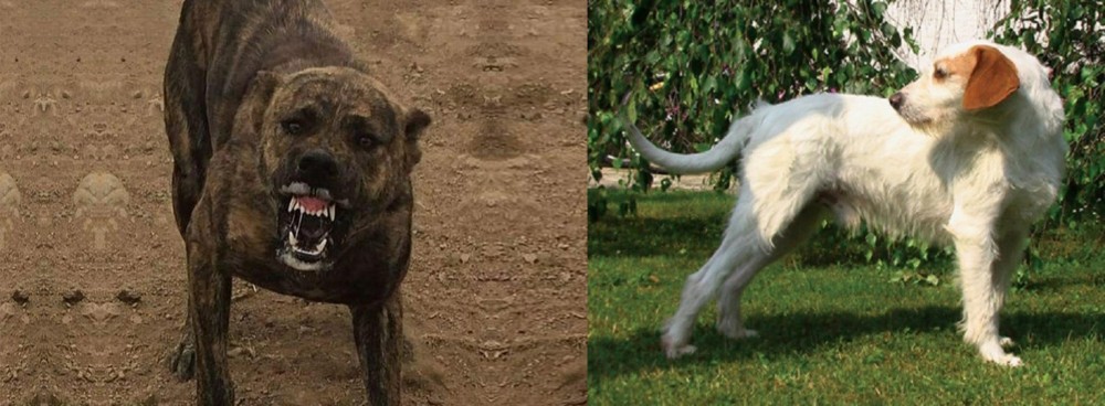 Istarski Ostrodlaki Gonic vs Dogo Sardesco - Breed Comparison