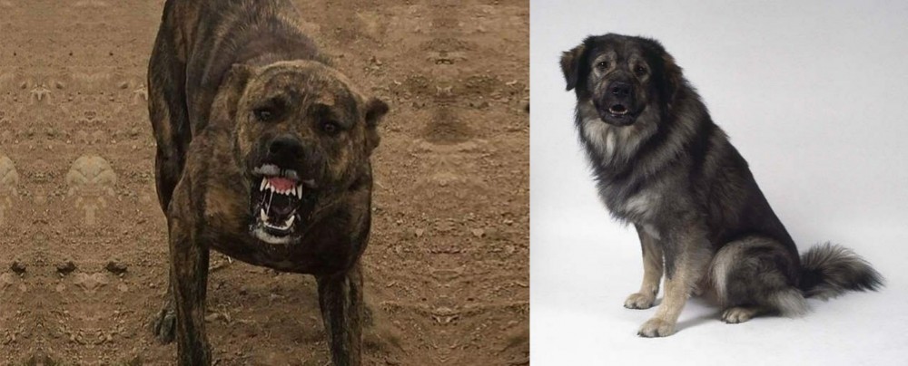 Istrian Sheepdog vs Dogo Sardesco - Breed Comparison