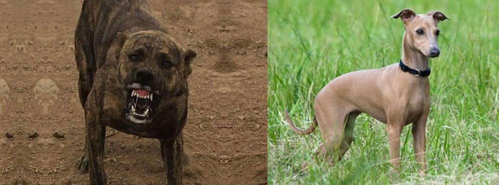 Italian Greyhound vs Dogo Sardesco - Breed Comparison