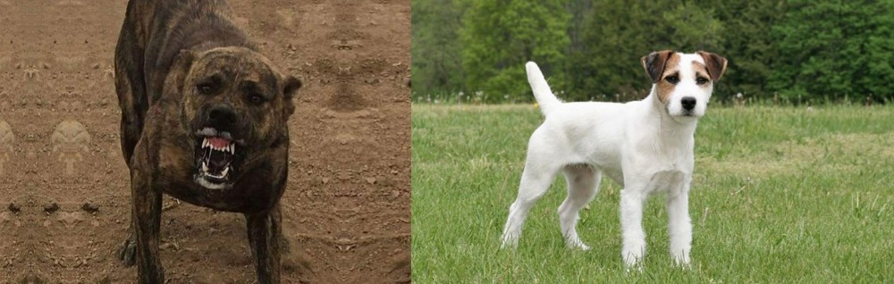 Jack Russell Terrier vs Dogo Sardesco - Breed Comparison