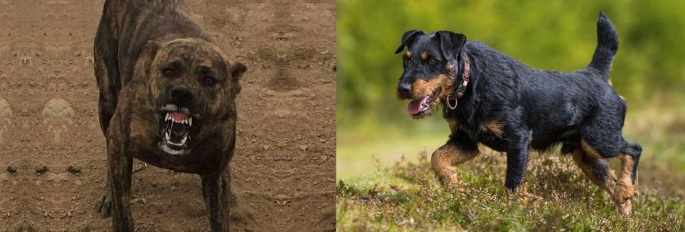 Jagdterrier vs Dogo Sardesco - Breed Comparison