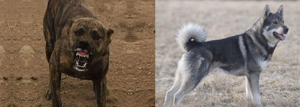Jamthund vs Dogo Sardesco - Breed Comparison