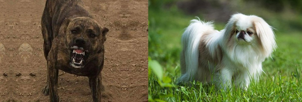 Japanese Chin vs Dogo Sardesco - Breed Comparison