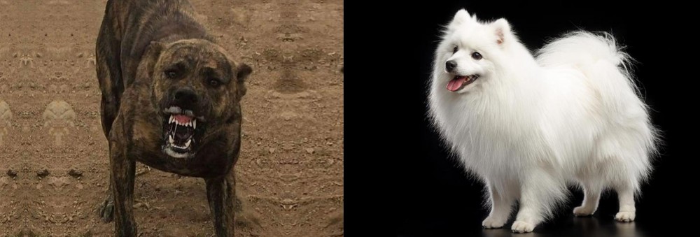 Japanese Spitz vs Dogo Sardesco - Breed Comparison