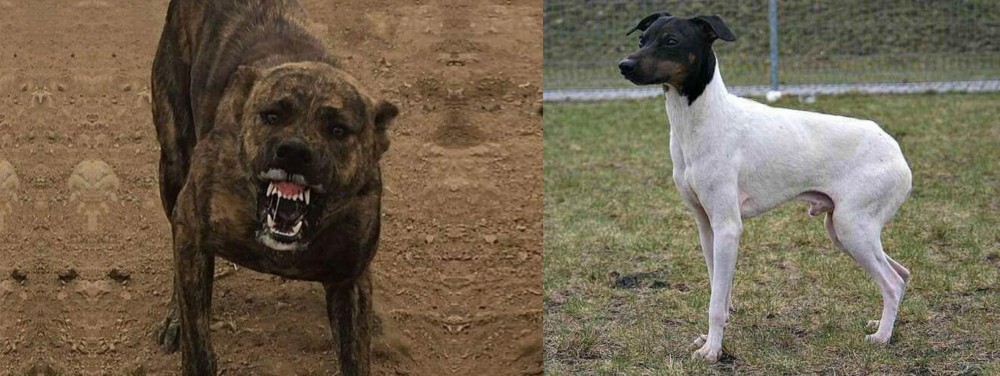 Japanese Terrier vs Dogo Sardesco - Breed Comparison