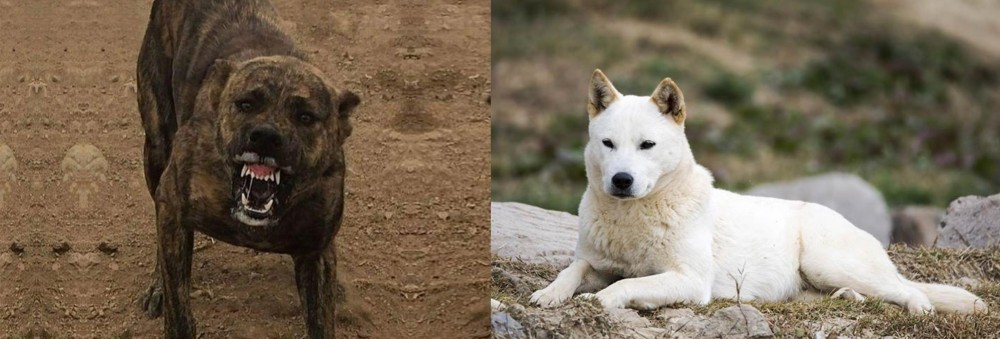 Jindo vs Dogo Sardesco - Breed Comparison