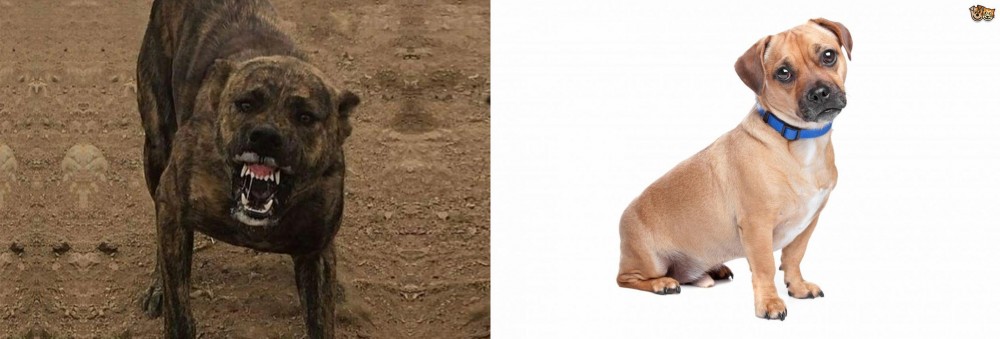 Jug vs Dogo Sardesco - Breed Comparison