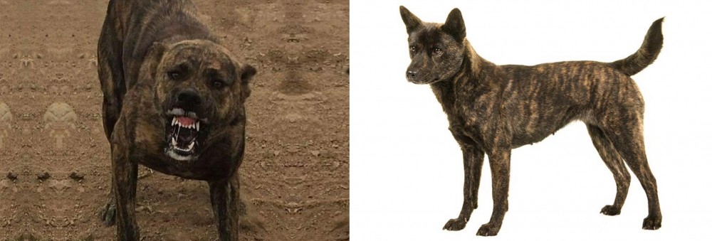 Kai Ken vs Dogo Sardesco - Breed Comparison