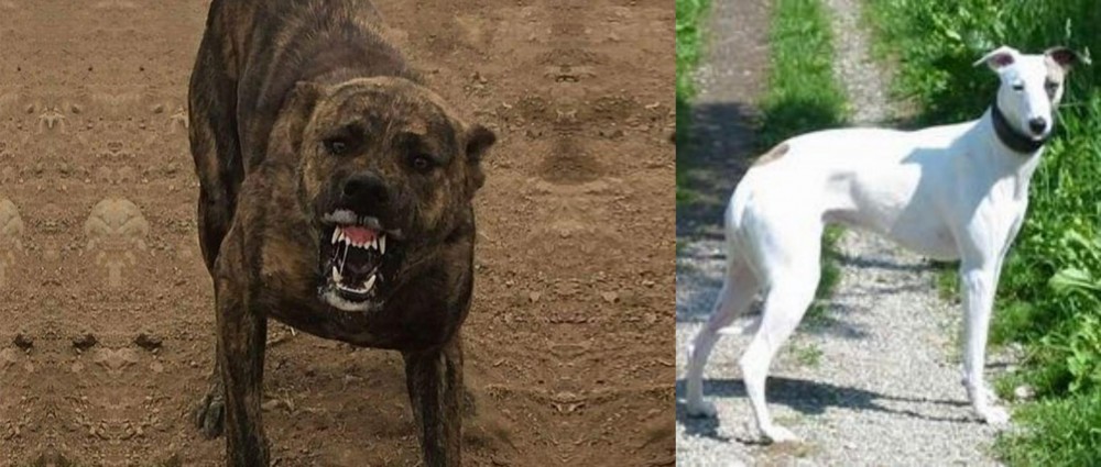 Kaikadi vs Dogo Sardesco - Breed Comparison