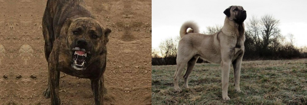 Kangal Dog vs Dogo Sardesco - Breed Comparison
