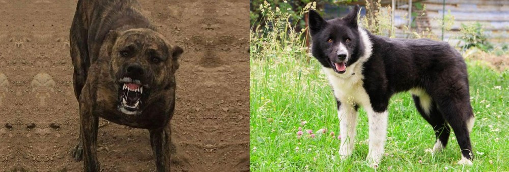 Karelian Bear Dog vs Dogo Sardesco - Breed Comparison