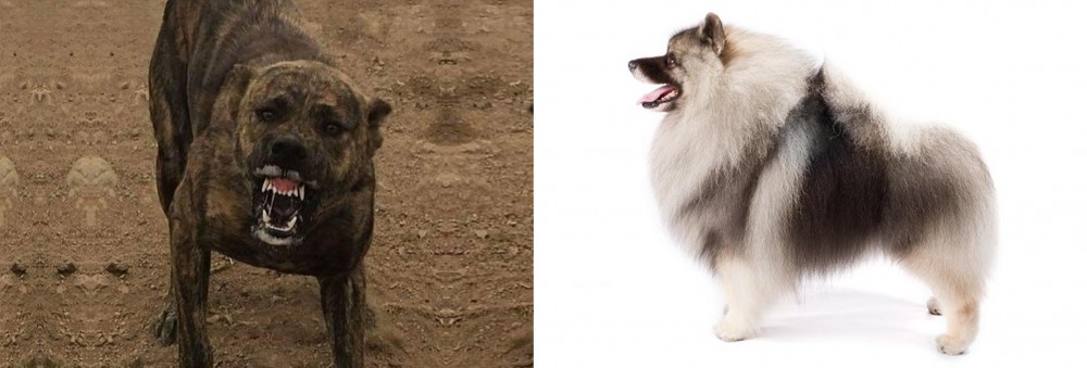 Keeshond vs Dogo Sardesco - Breed Comparison