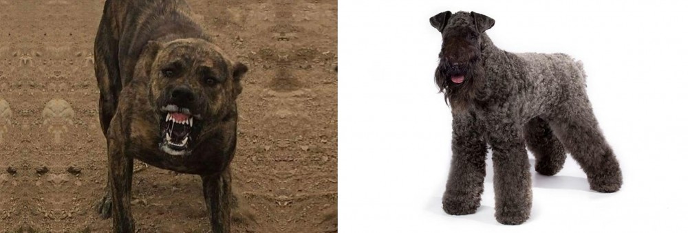 Kerry Blue Terrier vs Dogo Sardesco - Breed Comparison