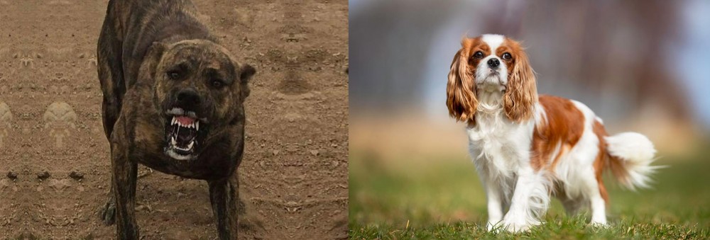 King Charles Spaniel vs Dogo Sardesco - Breed Comparison