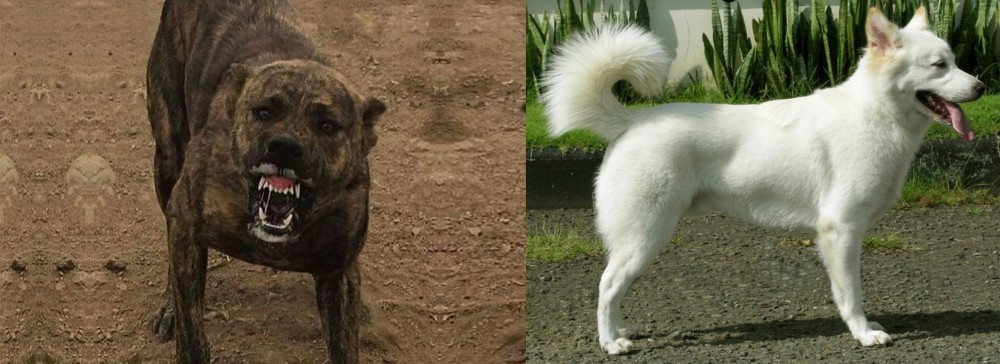 Kintamani vs Dogo Sardesco - Breed Comparison