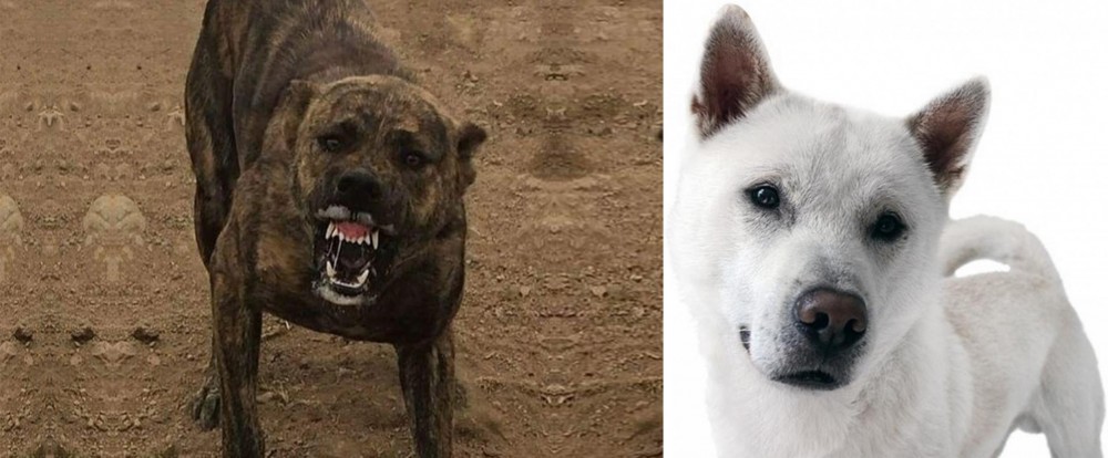 Kishu vs Dogo Sardesco - Breed Comparison