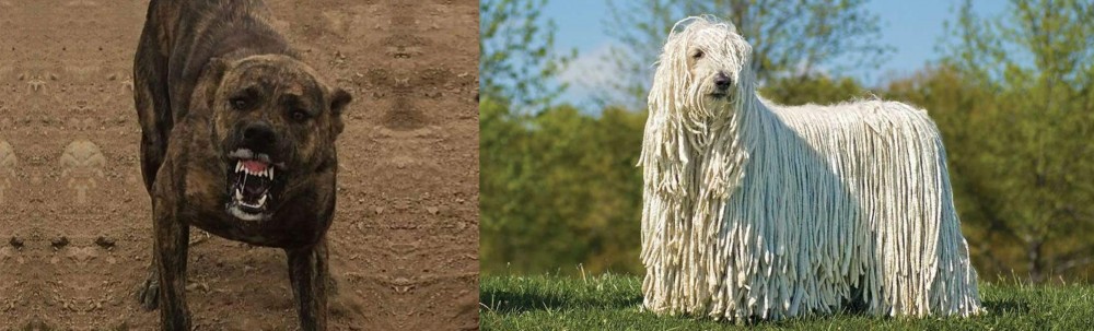 Komondor vs Dogo Sardesco - Breed Comparison