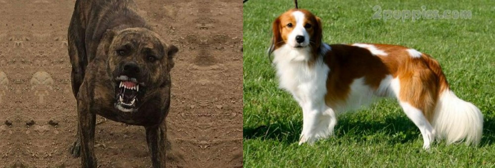 Kooikerhondje vs Dogo Sardesco - Breed Comparison