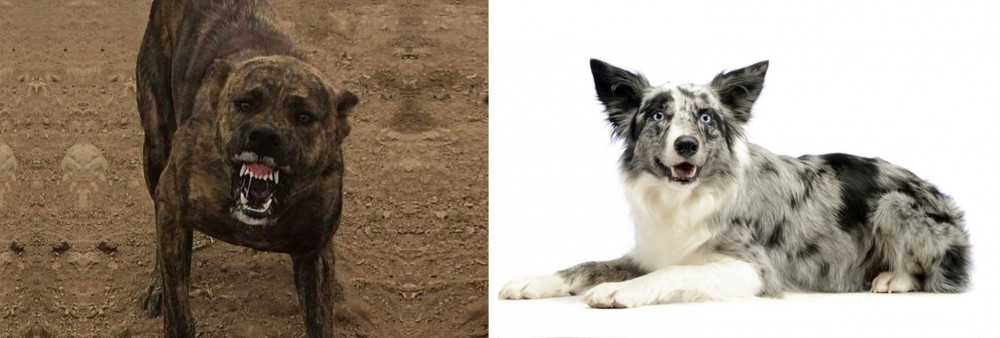 Koolie vs Dogo Sardesco - Breed Comparison