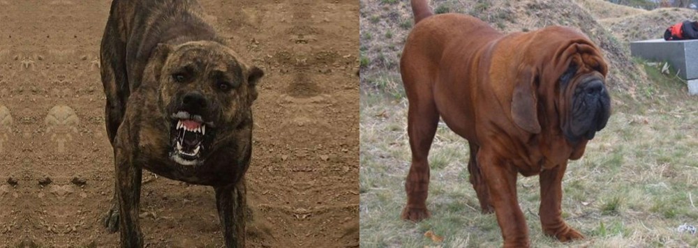 Korean Mastiff vs Dogo Sardesco - Breed Comparison