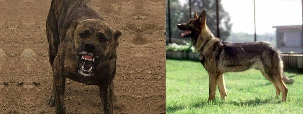Kunming Dog vs Dogo Sardesco - Breed Comparison