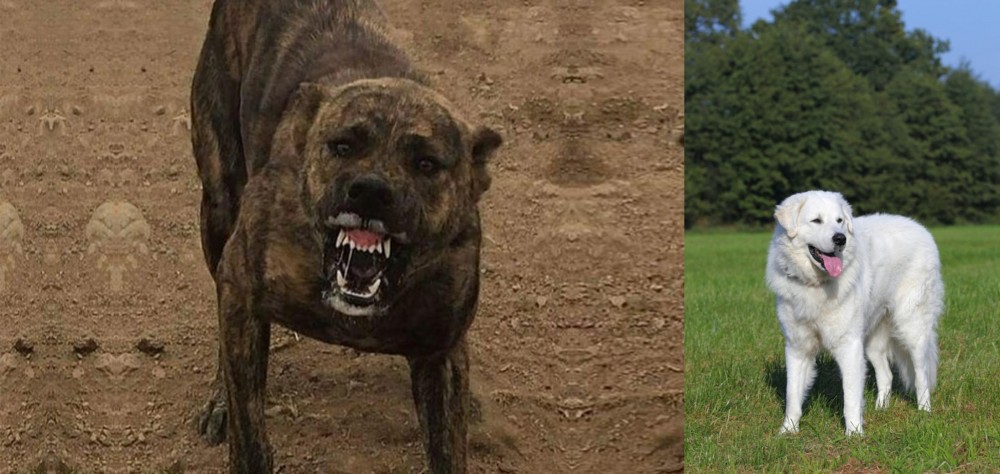 Kuvasz vs Dogo Sardesco - Breed Comparison
