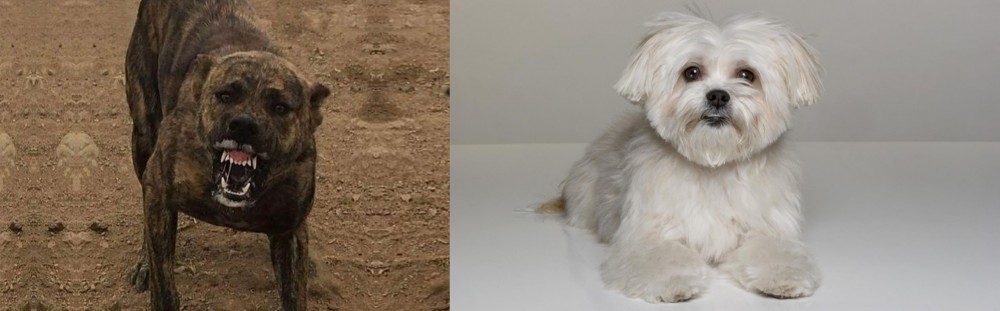 Kyi-Leo vs Dogo Sardesco - Breed Comparison